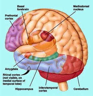 http://bama.ua.edu/~sprentic/672%20aggression-brain.jpg